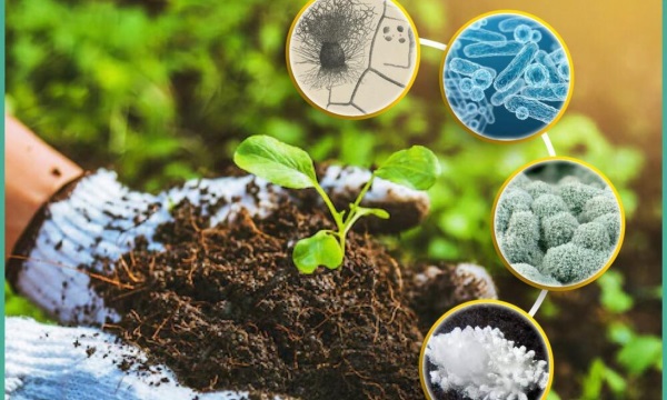 Phân bón từ công nghệ vi sinh giúp tăng độ phì nhiêu, cải thiện cấu trúc đất, ứng dụng phổ biến trong nông nghiệp