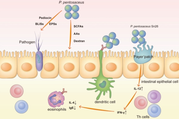 Lên men Lactic là quá trình chuyển hóa yếm khí Carbohydrate thành Acid Lactic nhờ vi khuẩn Lactic