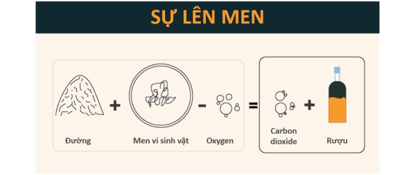 Cơ chế của quá trình lên men rượu
