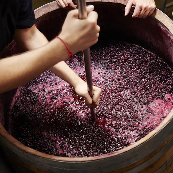 Quá trình lên men​ được ứng dụng trong ngành thực phẩm như sản xuất rượu vang