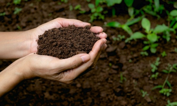 Vi khuẩn cố định đạm Rhizobium trong phân vi sinh cung cấp nitơ tự nhiên giúp cây trồng hấp thu dinh dưỡng tốt