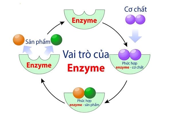 Enzyme đóng vai trò là chất xúc tác sinh học, đẩy nhanh tốc độ phân hủy chất hữu cơ phức tạp thành các phân tử đơn giản