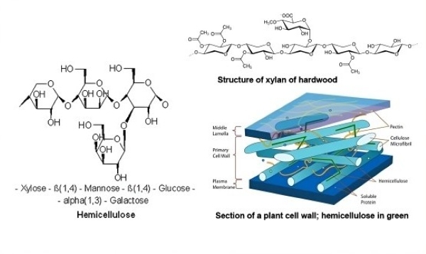 Phá vỡ cấu trúc phức tạp của thành tế bào thực vật, hỗ trợ sản xuất thức ăn chăn nuôi và xử lý chất thải nông nghiệp
