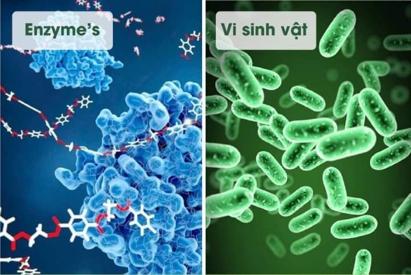 Enzyme tác động tức thì và hoạt động tốt trong điều kiện khắc nghiệt, trong khi vi sinh vật cần thời gian thích nghi để tự sản sinh enzyme