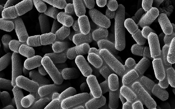 CFU trong men vi sinh