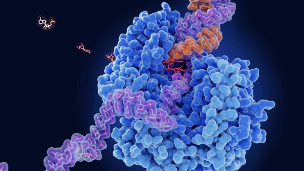 Enzyme là các protein đóng vai trò chất xúc tác sinh học
