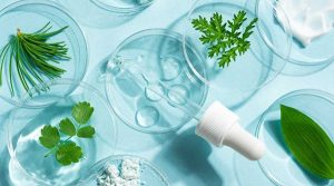 Tế bào thực vật để tái tạo và sản xuất các sản phẩm sinh học giá trị cao trong môi trường nhân tạo