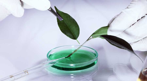 Công nghệ tế bào thực vật giúp tạo ra các sản phẩm sinh khối có độ tinh khiết cao, đáp ứng những tiêu chuẩn khắt khe nhất của thị trường