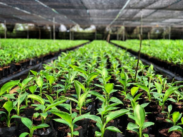 Nhân giống nhanh có khả năng chống chịu sâu bệnh vượt trội