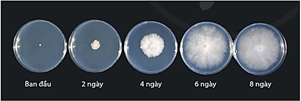 Hình ảnh quá trình hình thành và phát triển khuẩn lạc theo từng ngày trên đĩa nuôi cấy