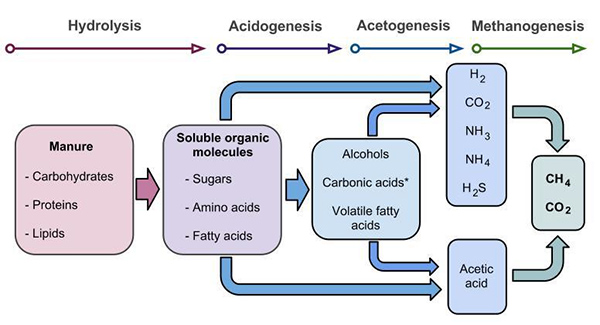 Sơ đồ các giai đoạn lên men kỵ khí: thủy phân, acidogenesis, acetogenesis và methanogenesis