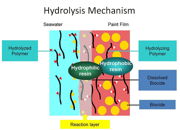 Mô tả quá trình thủy phân Hydrolysis Mechanism