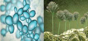 Nấm men và nấm mốc có sự khác biệt rõ rệt trong thực phẩm