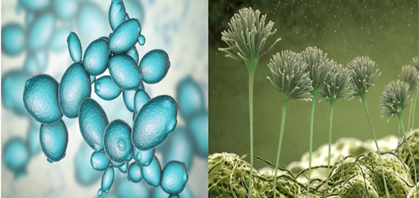 Nấm men và nấm mốc có sự khác biệt rõ rệt trong thực phẩm