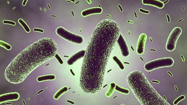 Hình thái nấm men đơn bào