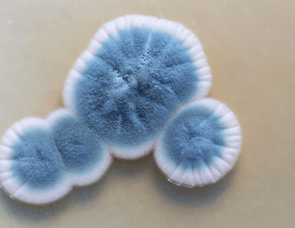 Hình thái nấm mốc hiển thị hệ sợi nấm