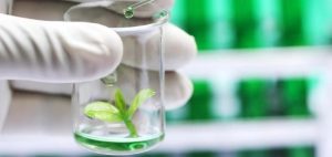 Nuôi cấy mô tế bào thực vật giúp cây phát triển hoàn chỉnh từ một mảnh mô nhỏ