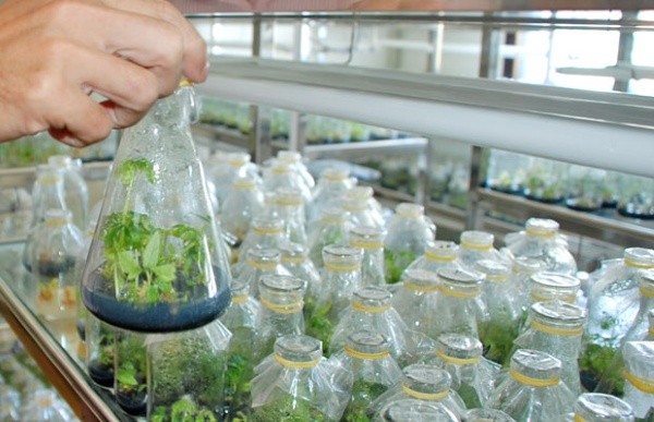 Một mẫu mô nhỏ có thể tái sinh thành cả một thực thể sống hoàn chỉnh