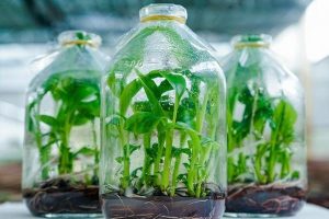 Kỹ thuật nuôi cấy mô tế bào thực vật đã tạo ra hàng vạn cây con đồng nhất về di truyền chỉ trong thời gian ngắn