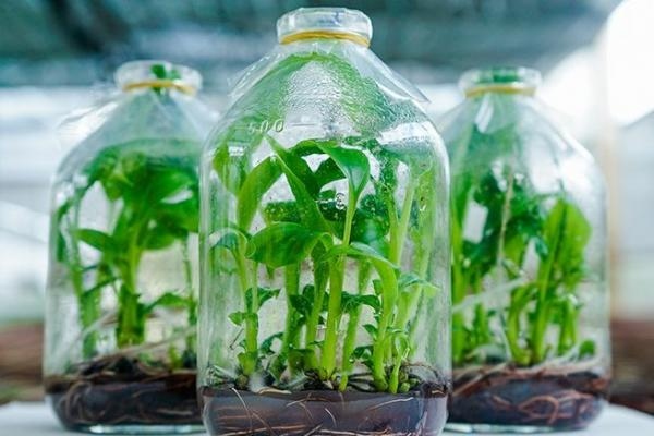 Kỹ thuật nuôi cấy mô tế bào thực vật đã tạo ra hàng vạn cây con đồng nhất về di truyền chỉ trong thời gian ngắn