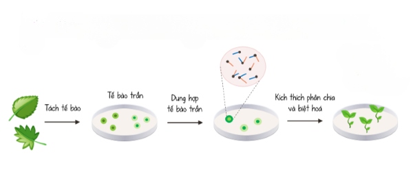 Nuôi cấy mô tế bào trần: Kỹ thuật đỉnh cao trong công nghệ sinh học, cho phép lai khác loài bằng cách loại bỏ thành tế bào