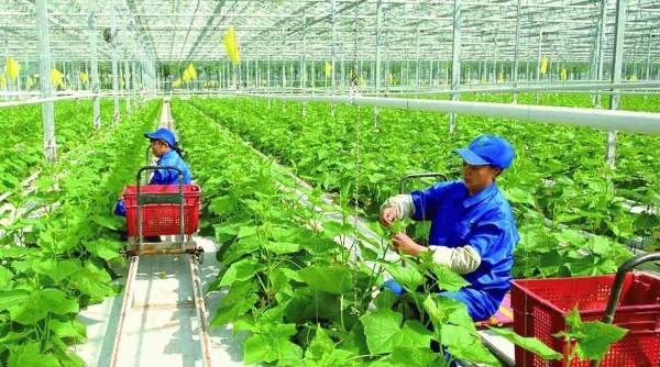 Nông nghiệp công nghệ cao tạo giống cây sạch bệnh và năng suất cao