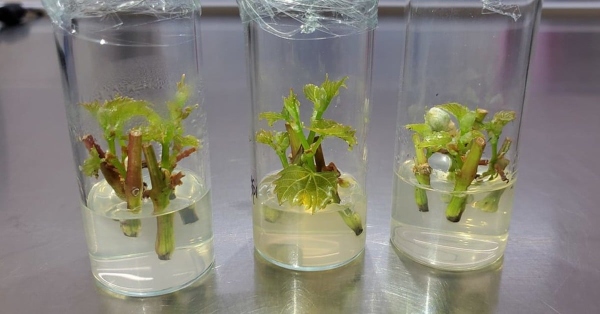 Nuôi cấy mô (in vitro) cho phép tạo ra hàng loạt cây con đồng nhất về di truyền, sạch bệnh từ một tế bào hoặc mô của cây mẹ