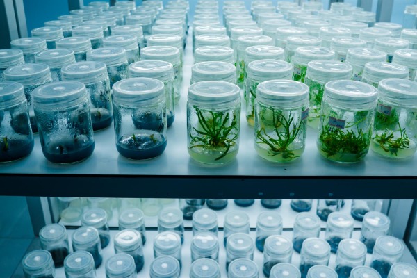 Việc kiểm soát chính xác ánh sáng và độ ẩm giúp cây mô quang hợp và phát triển như trong tự nhiên