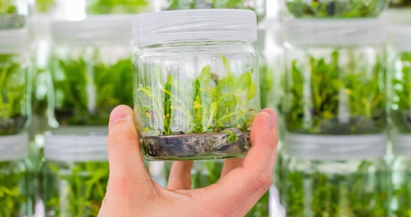 Khi những mầm xanh bắt đầu đâm rễ, đó là lúc chúng sẵn sàng để được thích nghi với môi trường bên ngoài