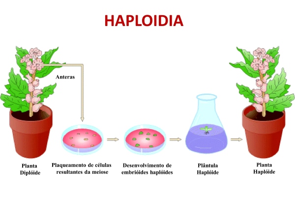 Từ nuôi cấy hạt phấn mở ra cơ hội mới cho ngành giống cây trồng