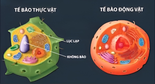 Sự khác biệt giữa tế bào động vật và tế bào thực vật là một bên linh hoạt, mềm dẻo còn một bên vững chãi, kiên cố