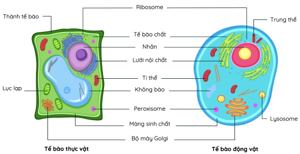 Tế bào động vật và tế bào thực vật đều là tế bào nhân thực