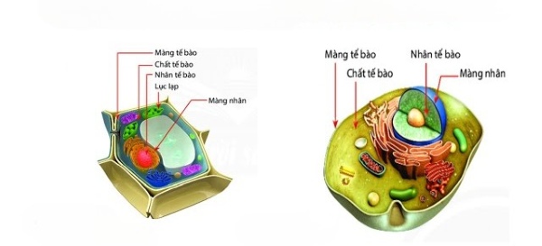 Từ trao đổi chất đến sinh sản, cả tế bào động vật và thực vật đều làm việc miệt mài để chuyển hóa năng lượng và duy trì nòi giống