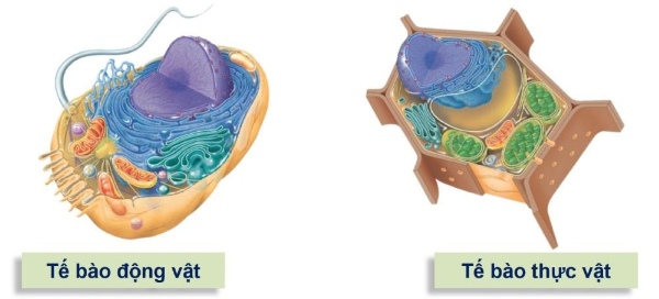 Đơn giản là thực vật có “vách ngăn” kiên cố (thành tế bào) và “tấm pin mặt trời” (lục lạp), còn động vật thì không