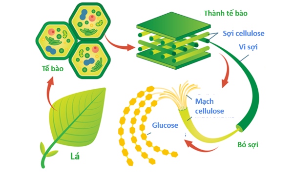 Thành tế bào đóng vai trò như bộ khung xương vững chắc bao bọc bên ngoài màng sinh chất