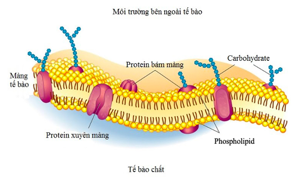 Màng sinh chất ở thực vật là lớp màng sinh học linh hoạt