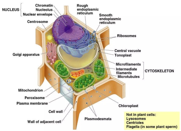 Hình ảnh mô phỏng rõ vị trí của các bộ phận tí hon bên trong một tế bào thực vật