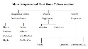 Hệ dinh dưỡng khoáng quyết định sự sinh trưởng và chất lượng mô nuôi cấy trong phòng thí nghiệm