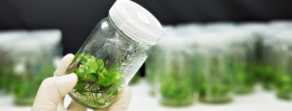 Khoáng đa lượng cung cấp nền tảng dinh dưỡng giúp tế bào phân chia và phát triển ổn định