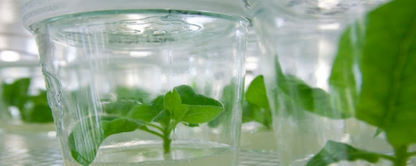 Khoáng vi lượng đóng vai trò xúc tác enzyme, điều hòa các phản ứng sinh hóa trong tế bào