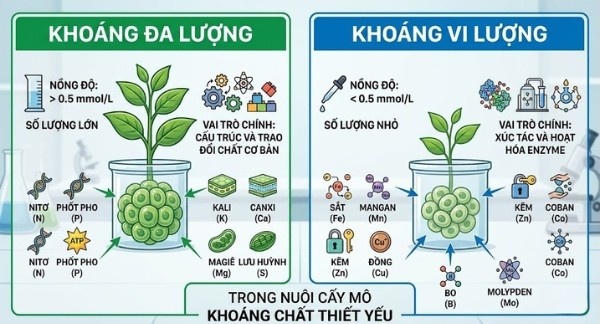 So sánh vai trò giữa khoáng đa lượng và vi lượng trong môi trường nuôi cấy