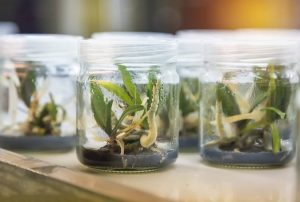 Môi trường MS nền tảng dinh dưỡng tiêu chuẩn cho nuôi cấy mô thực vật hiện đại