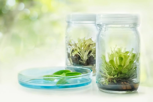 Môi trường MS hỗ trợ sinh trưởng mạnh, dễ điều chỉnh và phù hợp nhiều loại thực vật