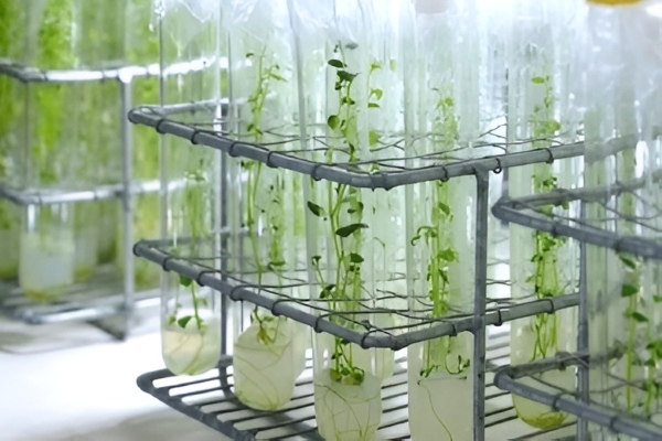 Ứng dụng rộng rãi trong nhân giống, nghiên cứu và sản xuất sinh học