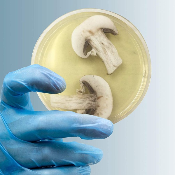 Môi trường PDA giàu dinh dưỡng, hỗ trợ nuôi cấy