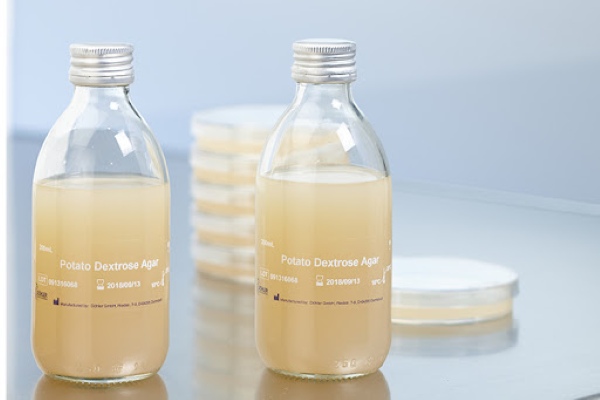Môi trường PDA giúp vi sinh vật phát triển nhanh, dễ quan sát khuẩn lạc 