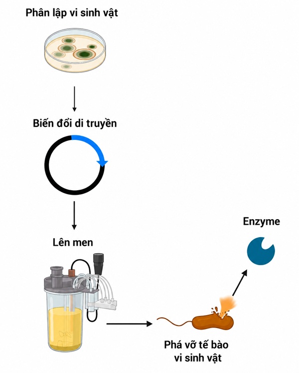 Quy trình lên men vi sinh vật sản xuất enzyme