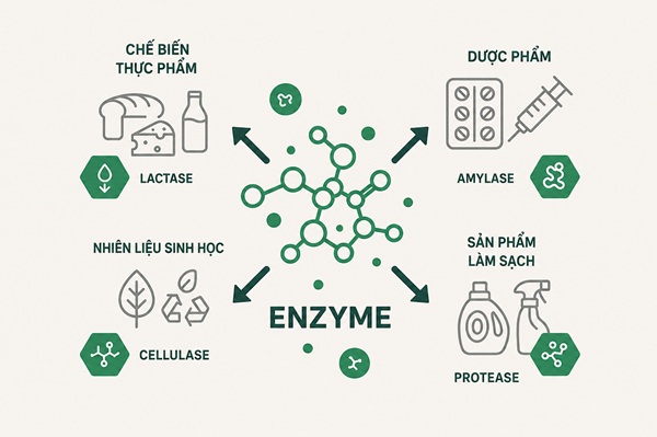 Enzyme được ứng dụng rộng rãi trong nhiều lĩnh vực sản xuất