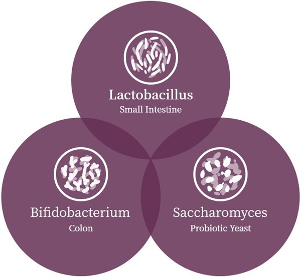 Các chủng probiotic phổ biến Lactobacillus, Bifidobacterium, và Saccharomyces