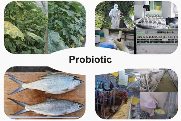 Chế phẩm probiotic được ứng dụng trong nhiều lĩnh vực